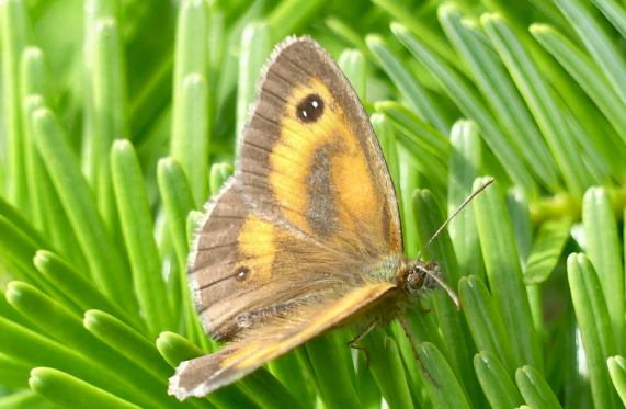 Gatekeeper butterfly