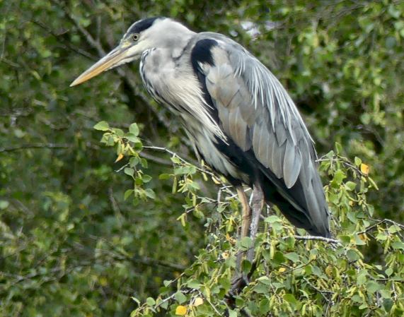 Grey
                  Heron