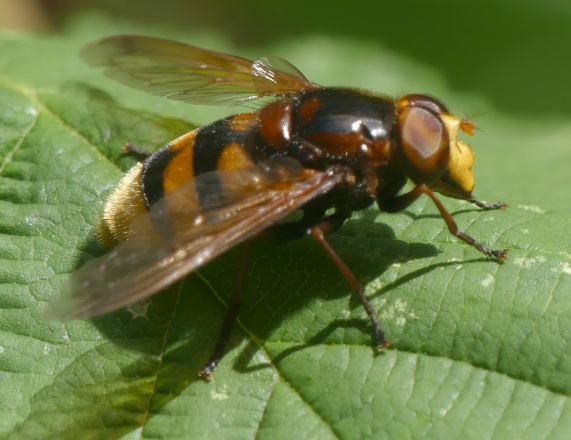 Hoverfly
                  - Volucella zonaria