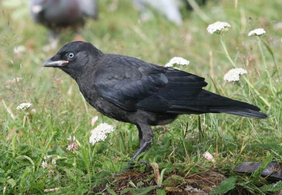 Young
                  Jackdaw