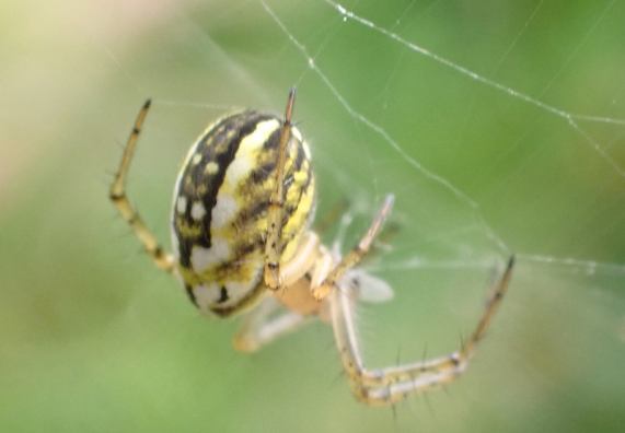 Mangora acalypha