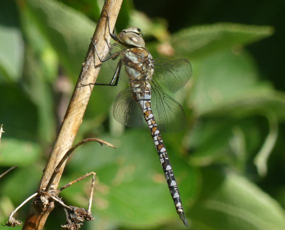 Migrant Hawker