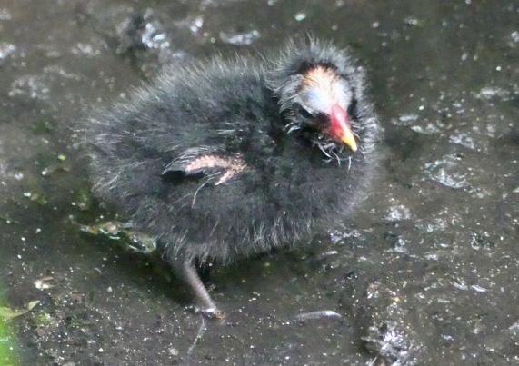 Moorhen chick