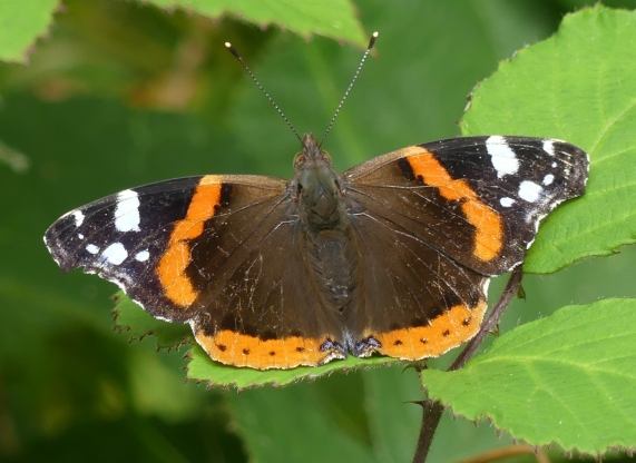 Red Admiral butterfly