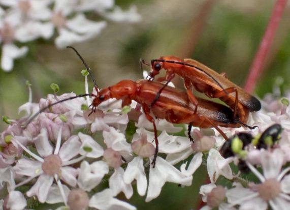 Common Red Soldier Beetles