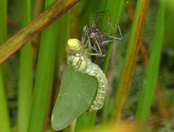 Southern Hawker dragonfly