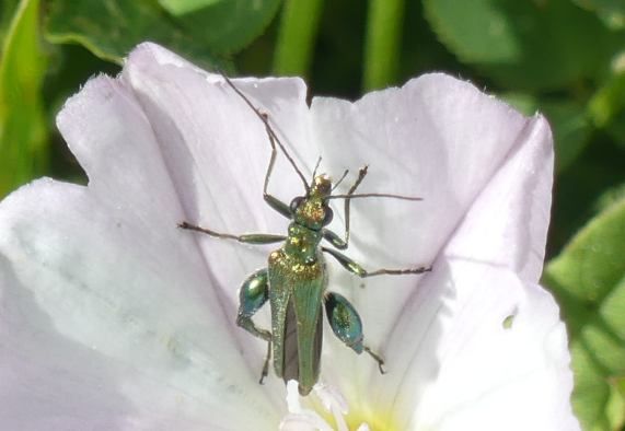 Swollen-thighed Beetle