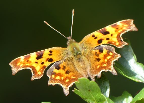 Comma butterfly