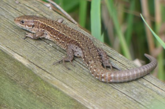 Common Lizard