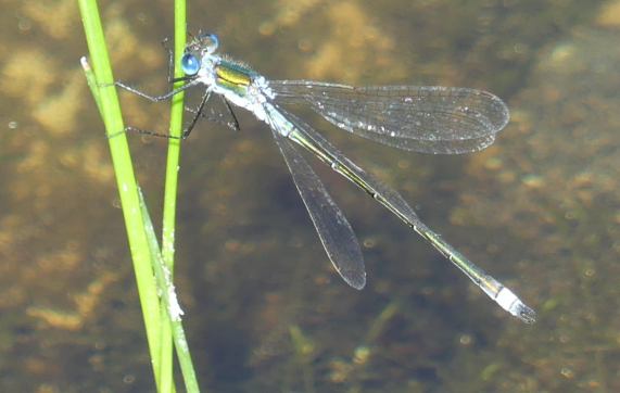 Emerlad Damselfly - male