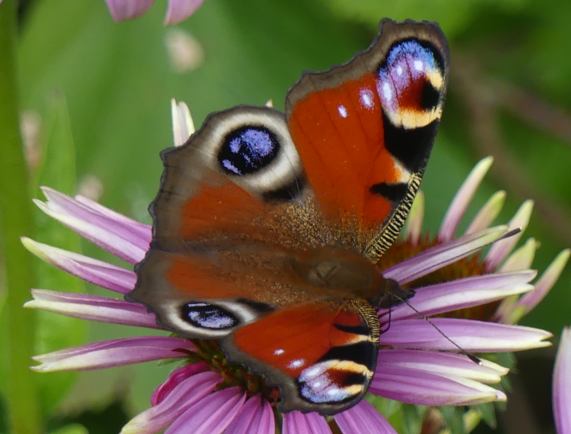 Peacock butterfly