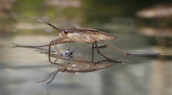 Pond Skater