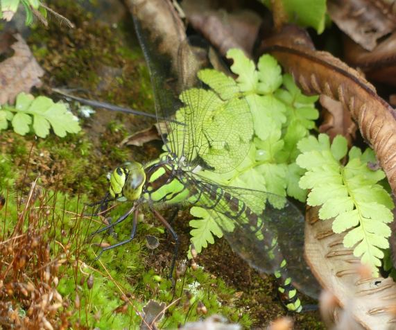 Southern Hawker