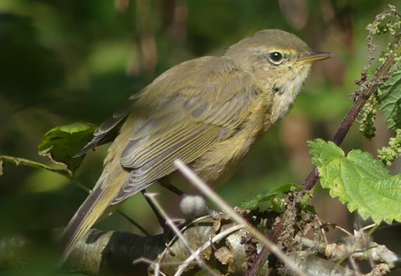 Chiffchaff