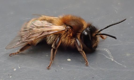 Chocolate Mining Bee - female