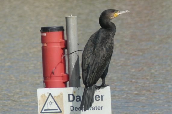 Cormorant