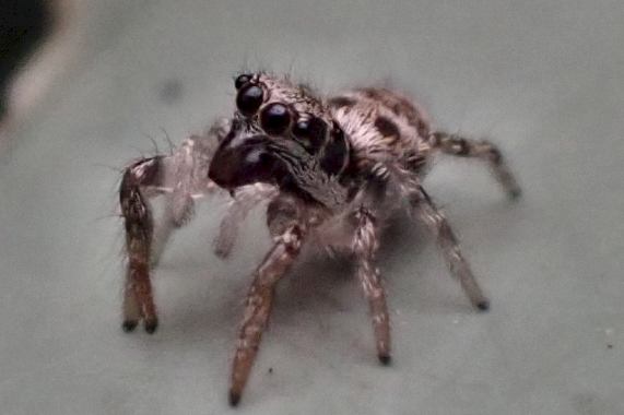 Jumping spider