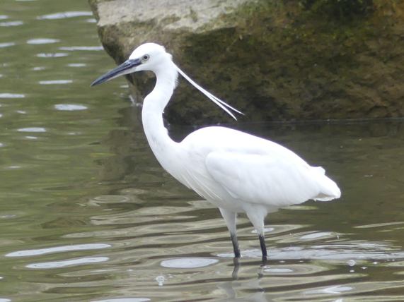 Little
                  Egret