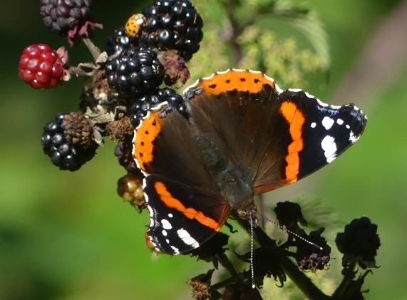 Red Admiral butterfly