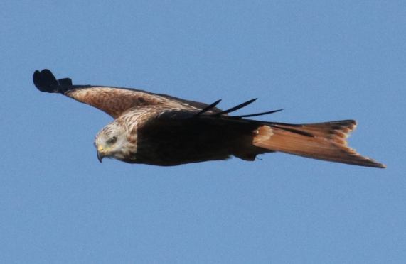 Red Kite