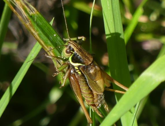 Roesels Bush-cricket