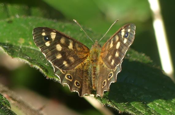 Speckled Wood butterfly