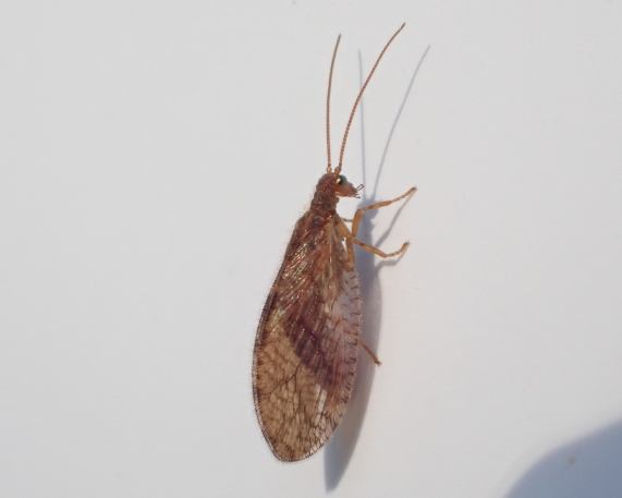 Brown Lacewing