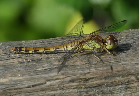 Common Darter dragonfly