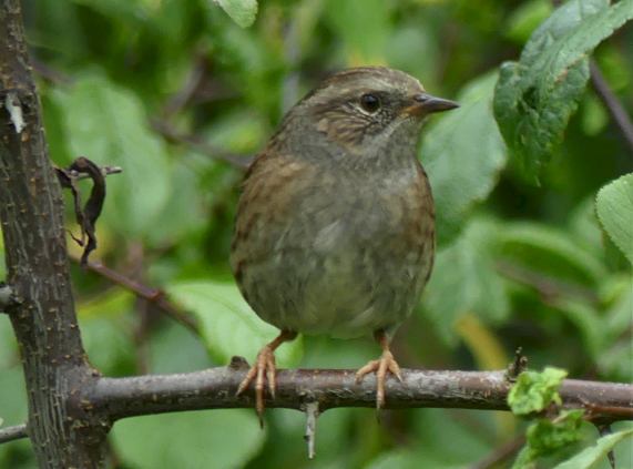 Dunnock