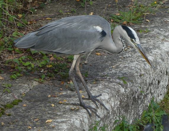 Grey Heron