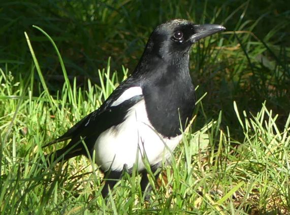 Magpie