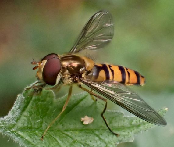 Marmalade Hoverfly