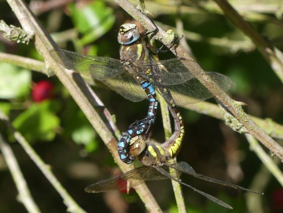 Migrant Hawker dragonflies