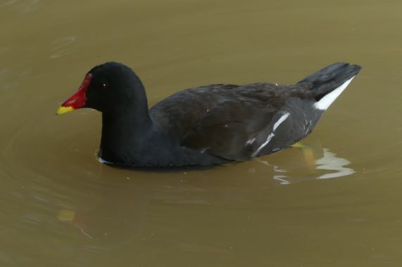 Moorhen