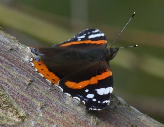 Red Admiral butterfly