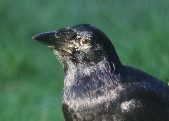 Young Rook