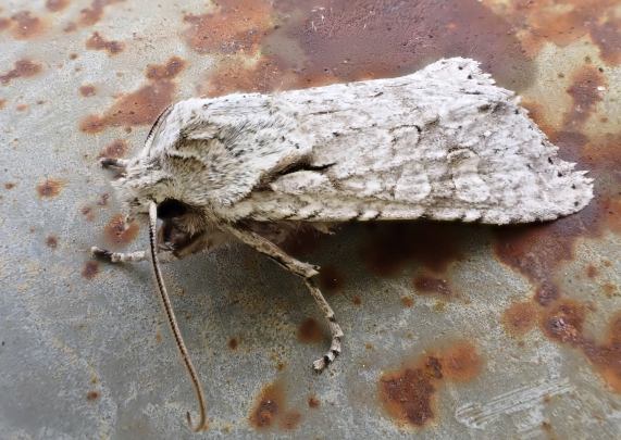 Grey Shoulder Knot moth