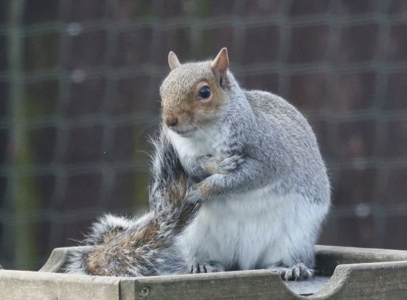 Grey
                  Squirrel