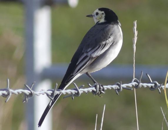 Pied
                  Wagtail