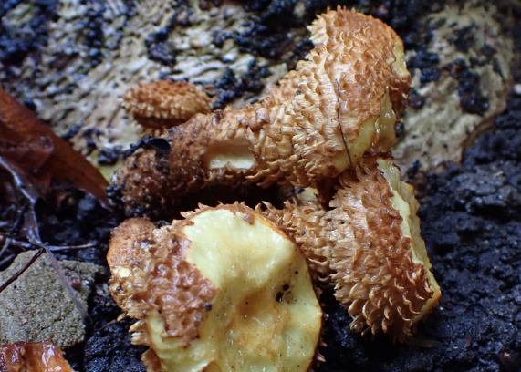 Shaggy Pholiota - Pholiota squarrosa