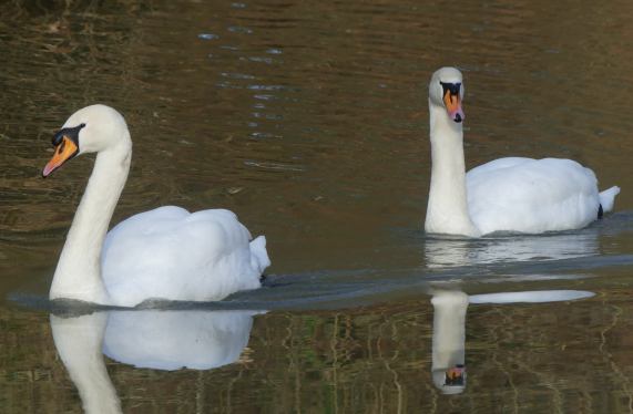 Mute Swans