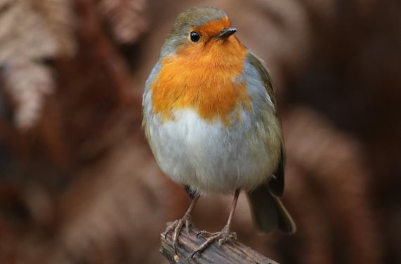 Robin