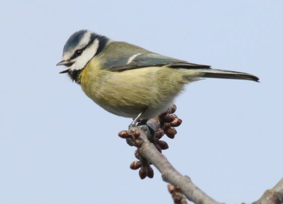 Blue Tit