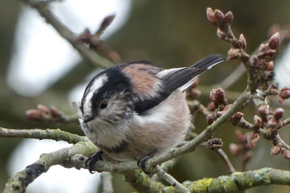 Long-tailed Tit