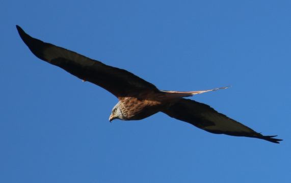 Red Kite