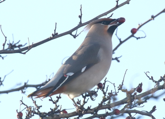 Waxwing