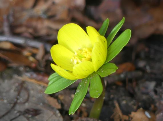 Winter Aconite