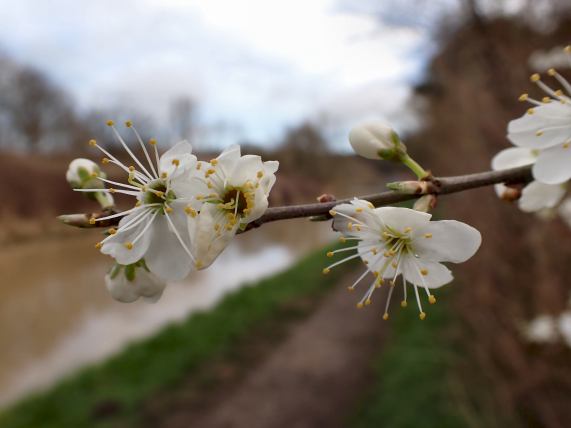 Blackthorn blossom