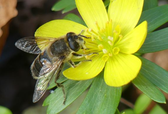 Drone Fly
                  (Eristalis tenax, female)