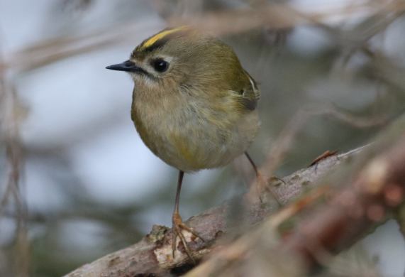 Goldcrest